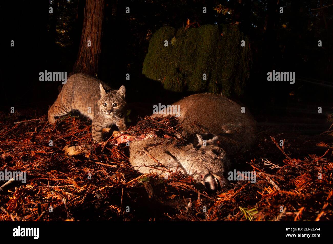 A Bobcat ready to feast on a deer carcass Stock Photo Alamy