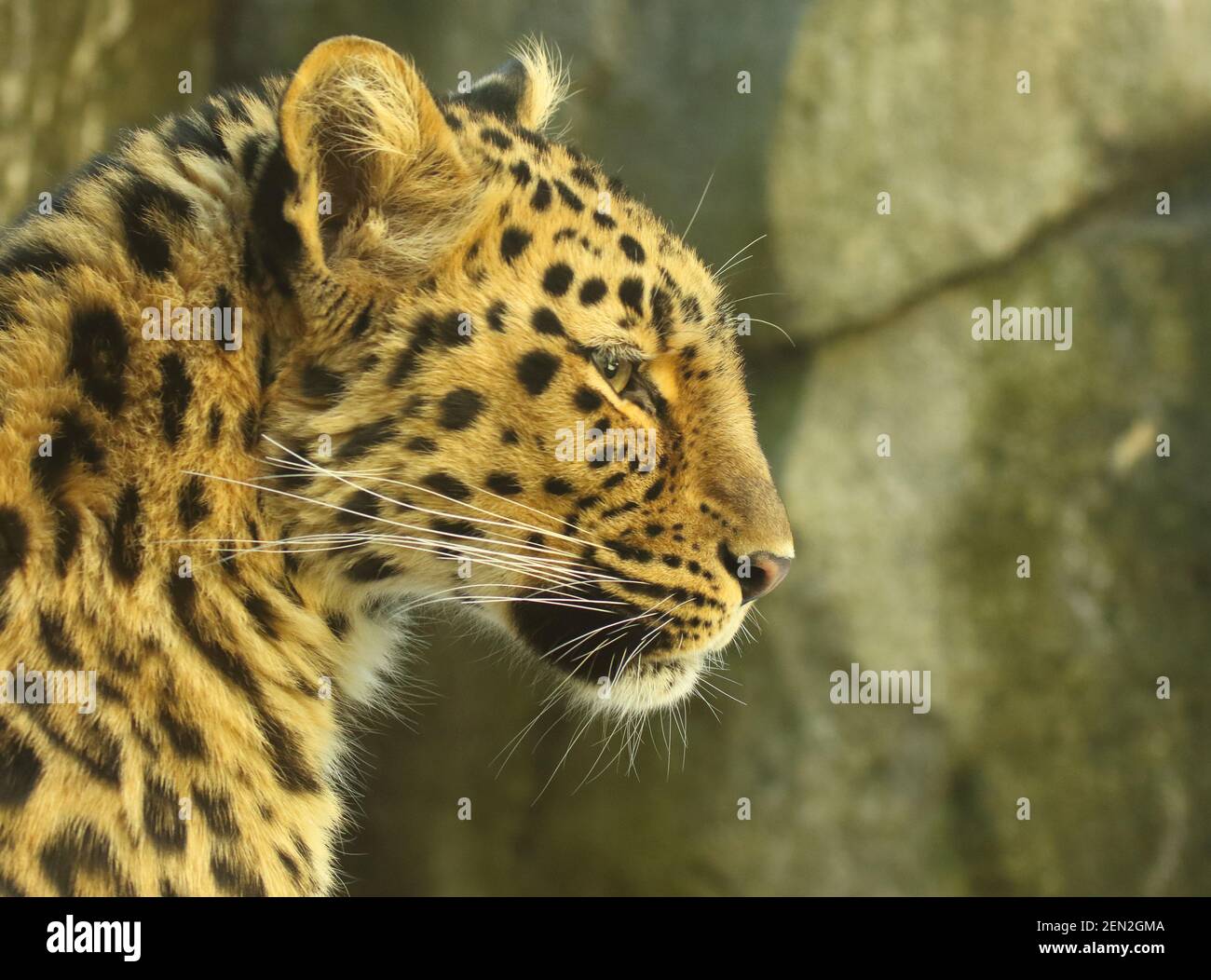 The intense stare of a leopard Stock Photo