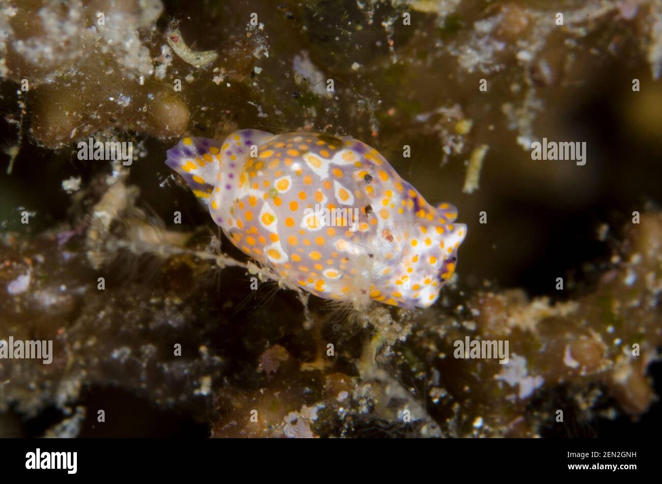 Yellow-Spotted Bubble Snail, Haminoea sp, Sidem dive site, Seraya, Karangasem, Bali, Indonesia, Indian Ocean Stock Photo