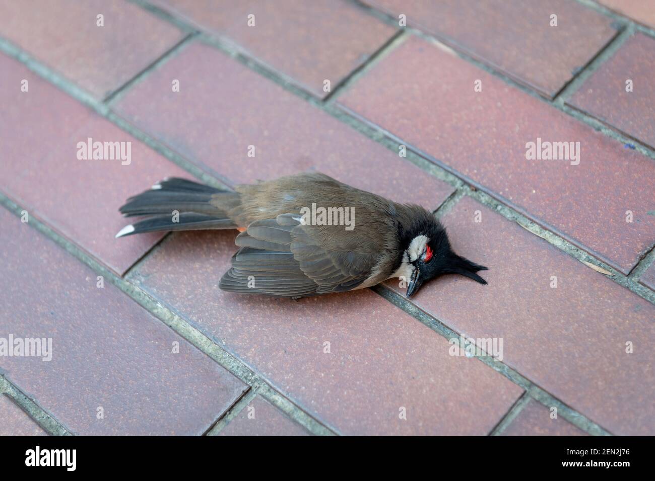 Hong Kong,China:02 Nov,2020. Hong Kong Poly U 1 year on. Many birds died in  the tear gas clouds during the siege yet still dead birds are regularly f  Stock Photo - Alamy