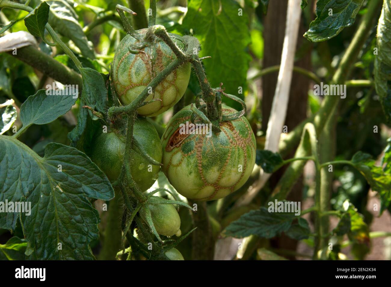 Diseases of tomatoes. Tomato zippering. Thin brown necrotic scars on the fruits. Zipper-like lesion. Groovers into the fruit flesh and deformation of Stock Photo