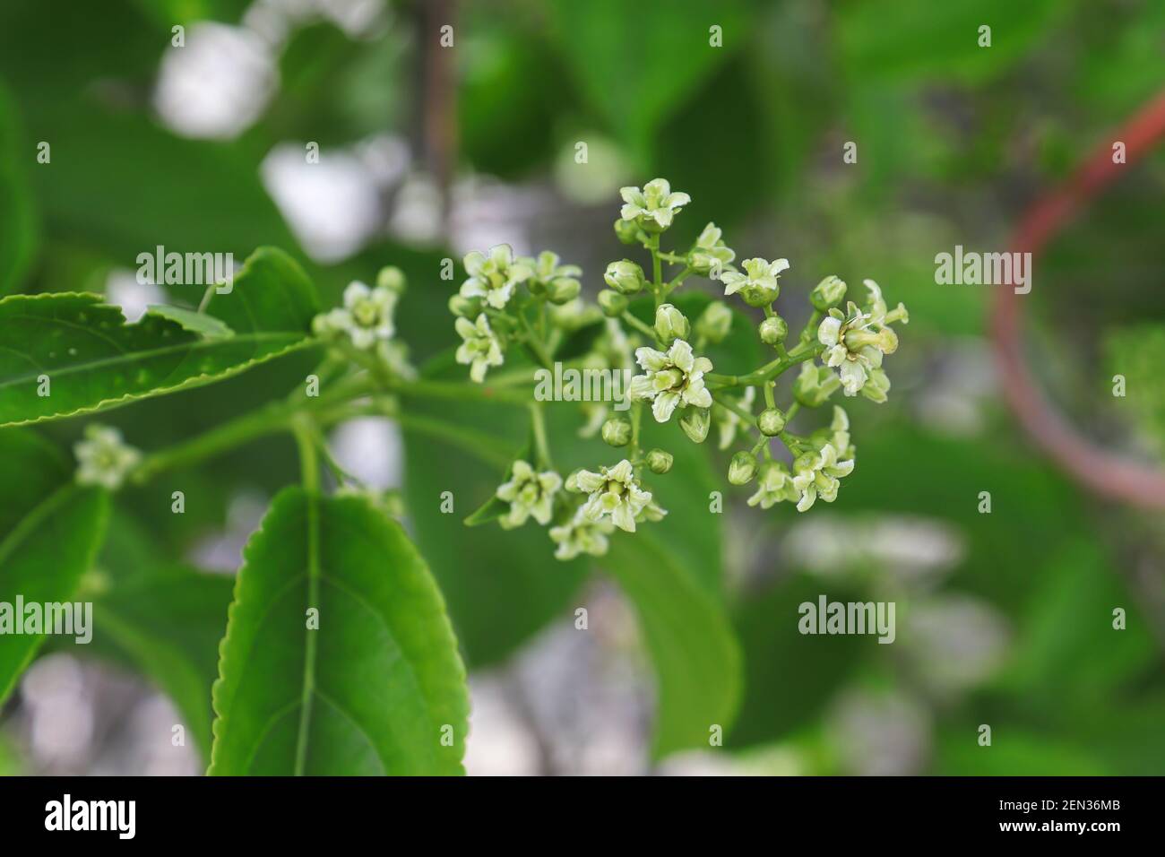 A cluster of flowers on an American Bittersweet vine Stock Photo
