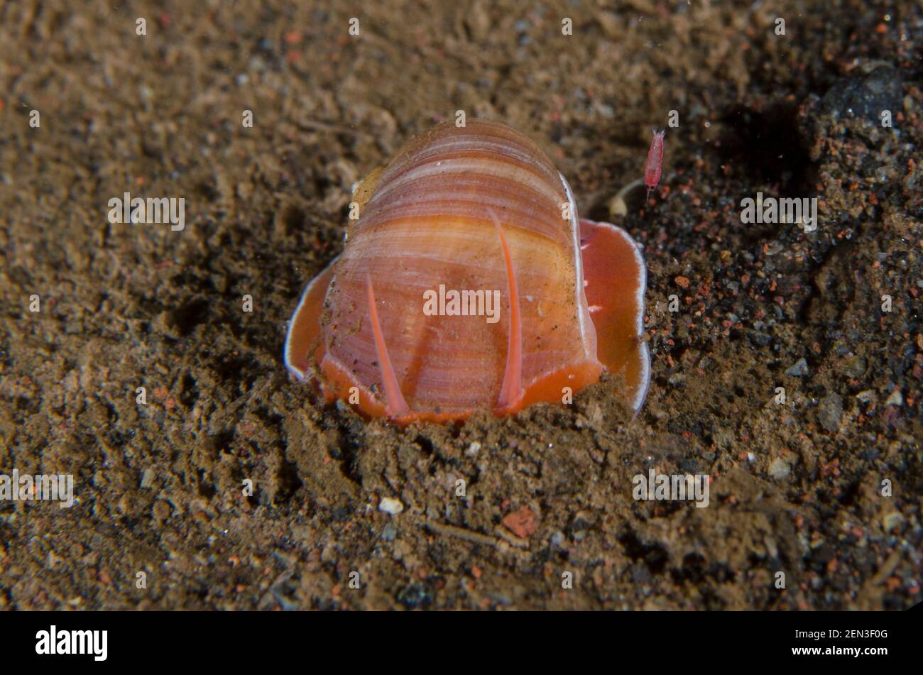 Moon Snail, Nautica sp, night dive, Seraya Secrets dive site, Seraya, Karangasem, Bali, Indonesia, Indian Ocean Stock Photo