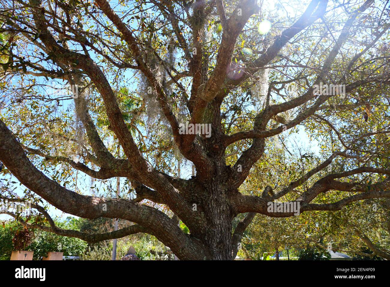 Cathedral Live Oak For Sale
