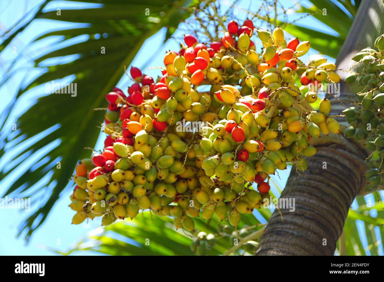 The yellow and red fruits of Christmas Palm tree Stock Photo Alamy