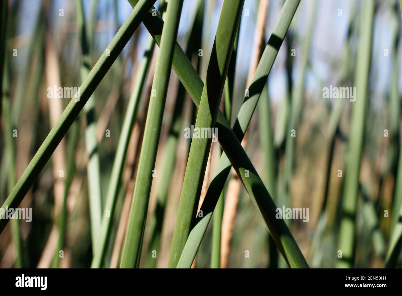 Trigonous clums of California Bulrush, Schoenoplectus Californicus, Cyperaceae, native perennial, Bluff Creek Trail, South California Coast, Winter. Stock Photo