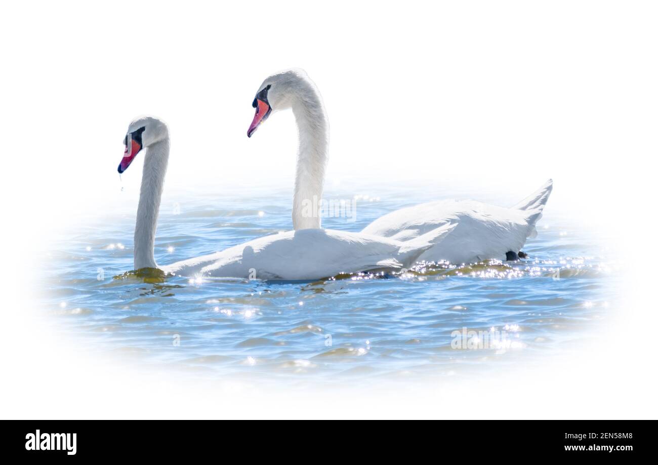 Two Graceful white Swans swimming in the lake, isolated on white ...