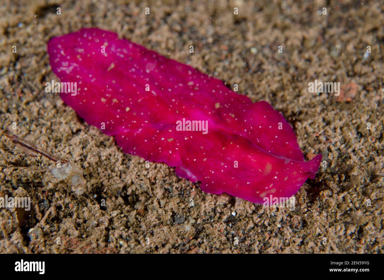 Red Dwarf Flatworm, Pseudoceros rubronanus, night dive, Seraya Secrets dive site, Seraya, Karangasem, Bali, Indonesia, Indian Ocean Stock Photo