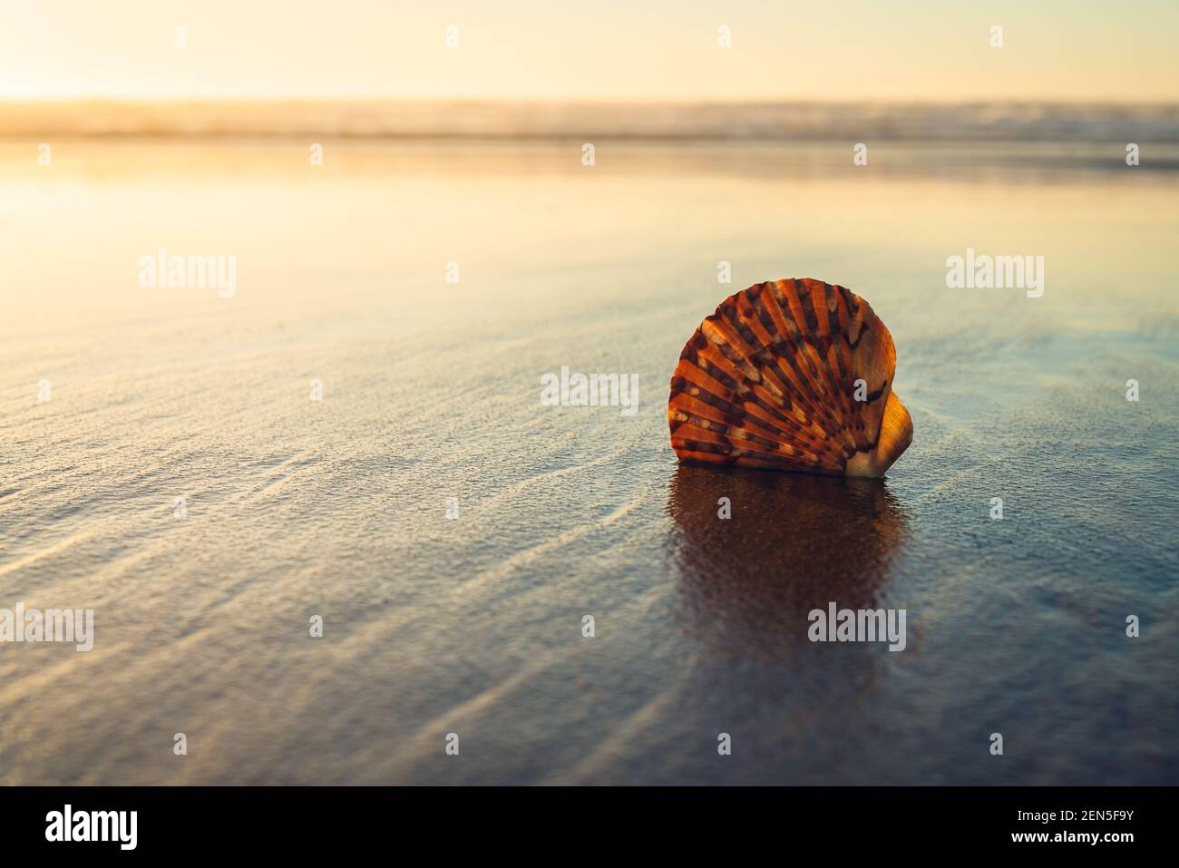 Tropical beach sunset and seashell on sand beach. Tranquil scene ...