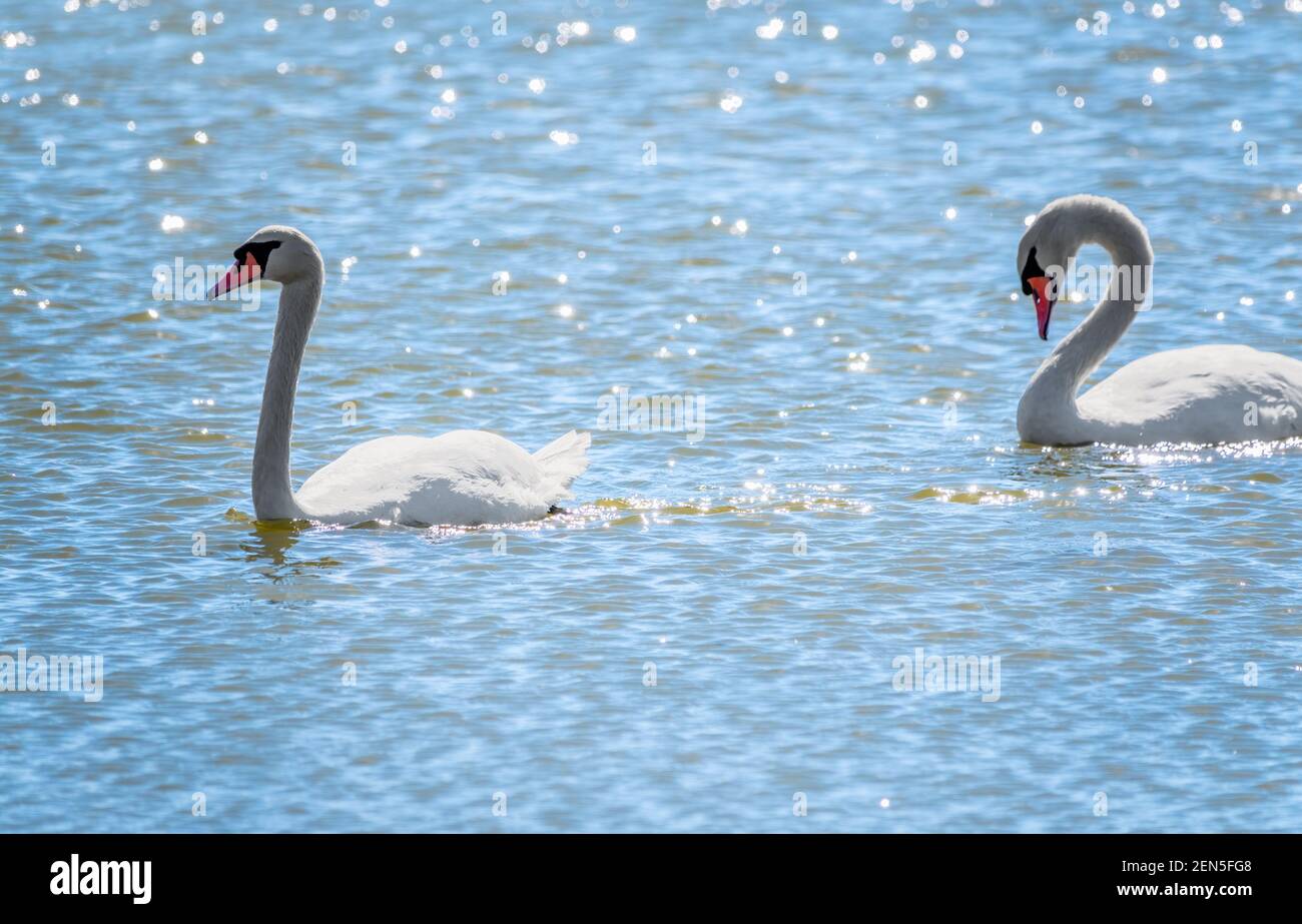 Two Graceful white Swans swimming in the lake, swans in the wild. The ...