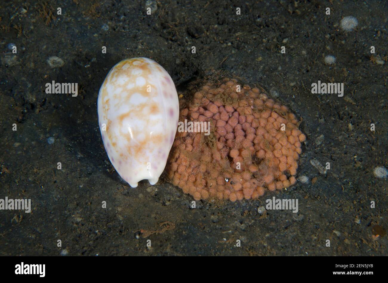 Cowry, Cypraeidae Family, with clutch of eggs, Melasti dive site, Seraya, Karangasem, Bali, Indonesia, Indian Ocean Stock Photo