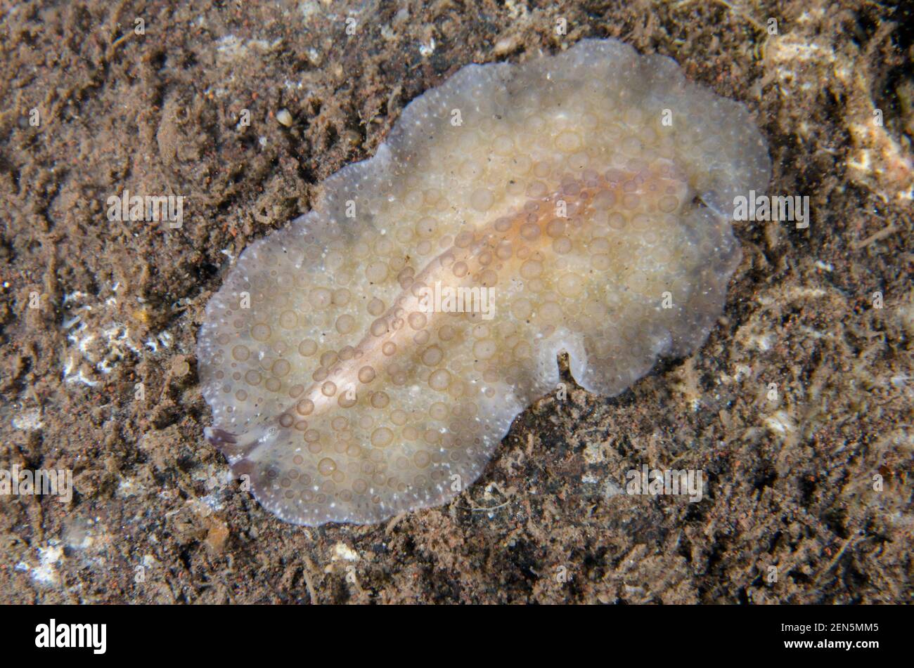 Polyclad Flatworm, Pseudocerotidae Family, Batu Niti dive site, Seraya, Karangasem, Bali, Indonesia, Indian Ocean Stock Photo