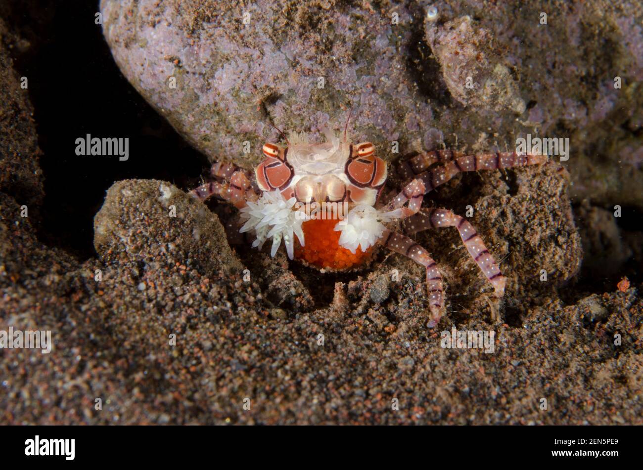 Pom-pom Crab, Lybia tesselata, with clutch of eggs holding Anemones, Triactis producta, in modified chelae for protection, Batu Niti dive site, Seraya Stock Photo
