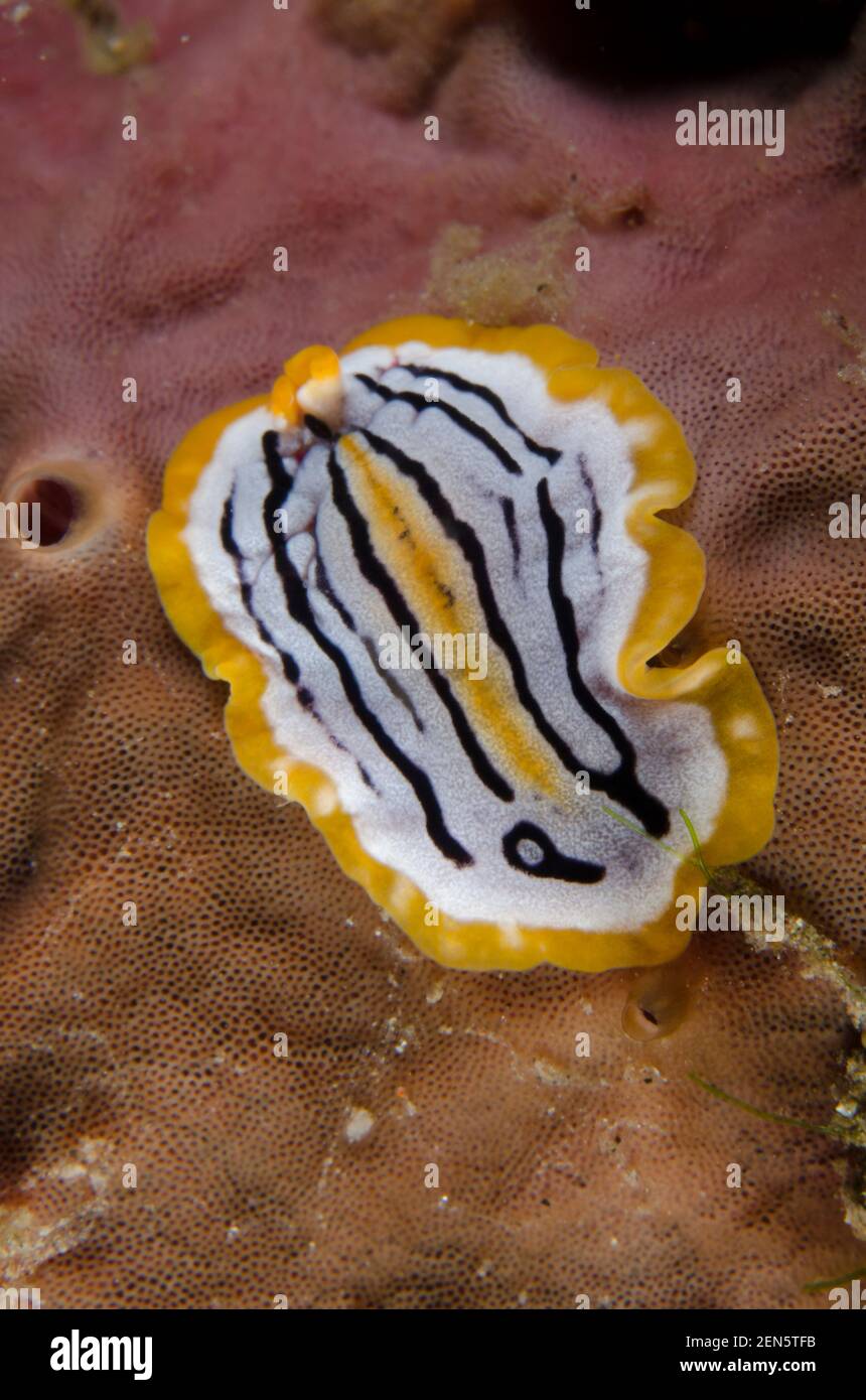 Polyclad Flatworm, Pseudoceros sp, Melasti dive site, Seraya, Karangasem, Bali, Indonesia, Indian Ocean Stock Photo