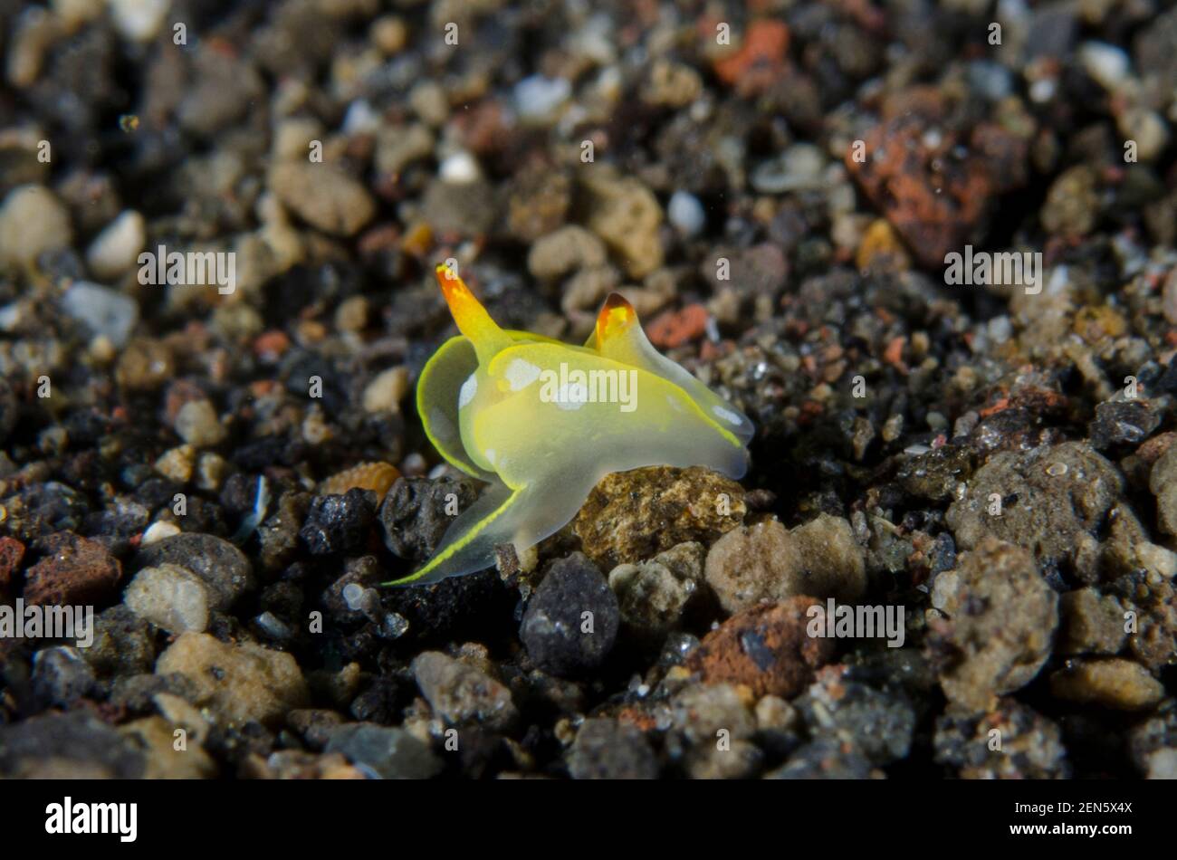Head-shielded Slug, Siphopteron flavolineatum, Bulakan Slope dive site, Seraya, Karangasem, Bali, Indonesia, Indian Ocean Stock Photo