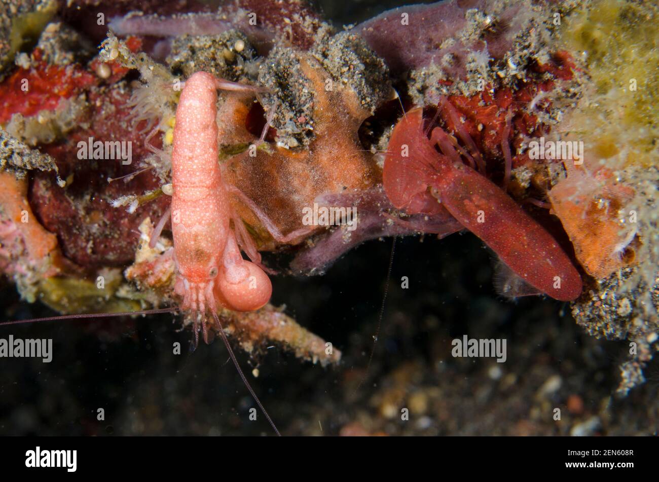 Pair of Algae-tube Snapping Shrimp, Alpheus frontalis, Bulakan Slope dive site, Seraya, Karangasem, Bali, Indonesia, Indian Ocean Stock Photo