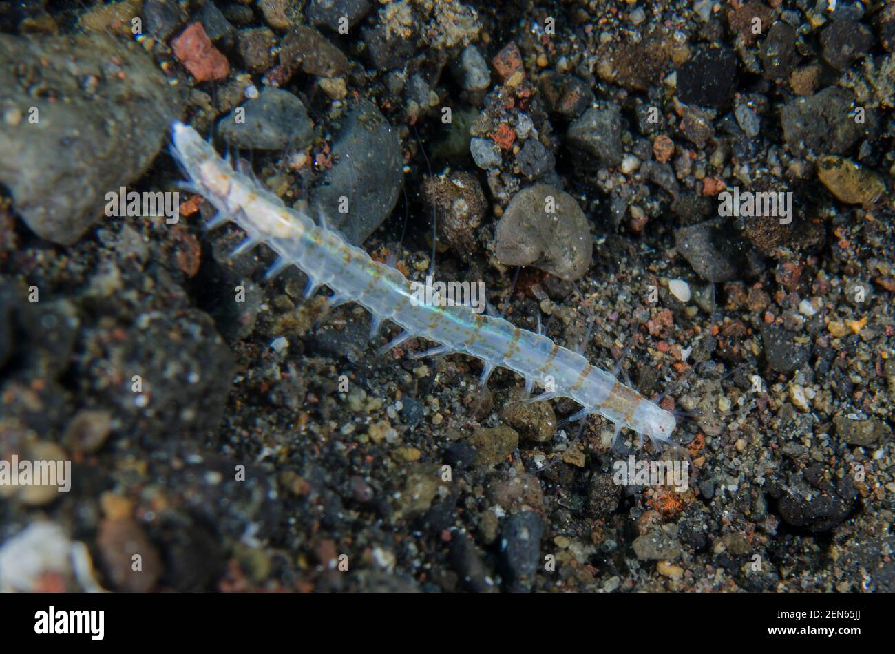 Hesione Polychaete Worm, Hesione sp, Bulakan Slope dive site, Seraya, Karangasem, Bali, Indonesia, Indian Ocean Stock Photo