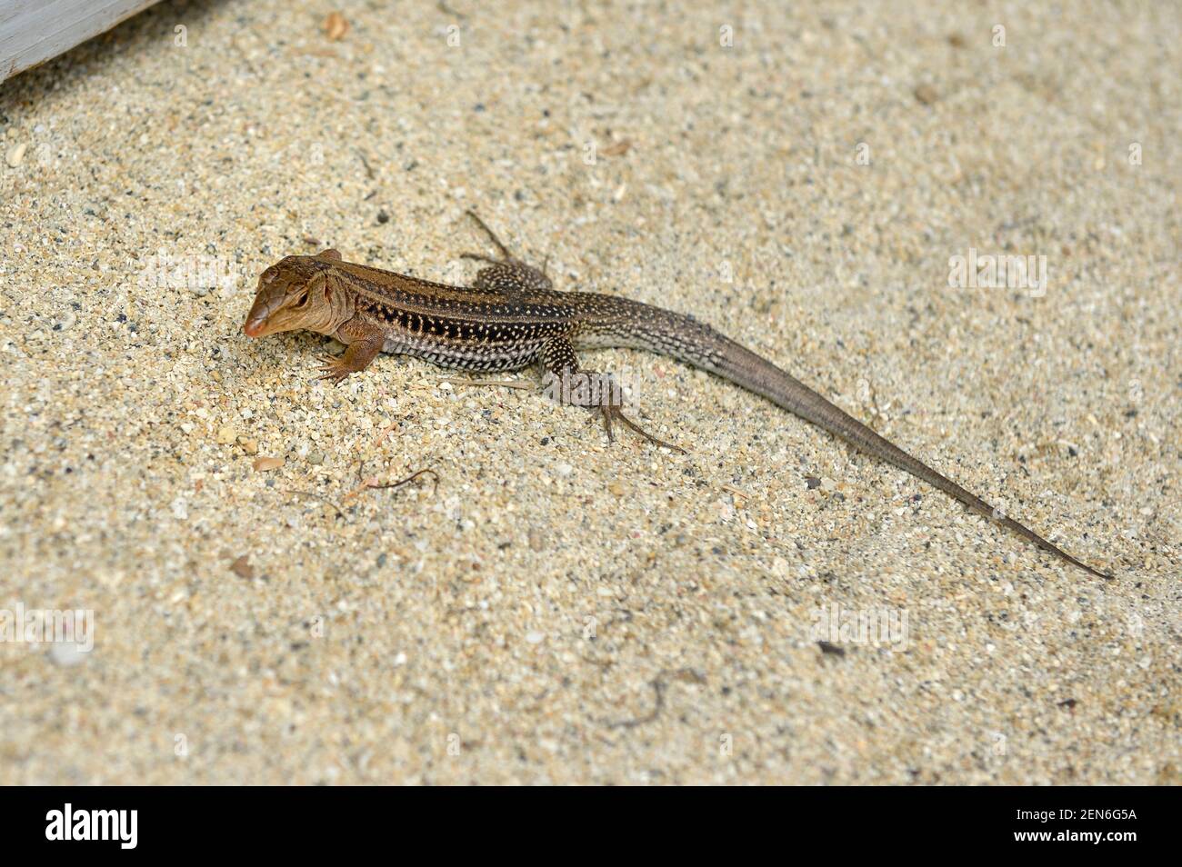 The Puerto Rican Ground Lizard or Common Puerto Rican Ameiva (Ameiva exsul) is a species of lizard in the whiptail family. Cooper Island, British Virg Stock Photo