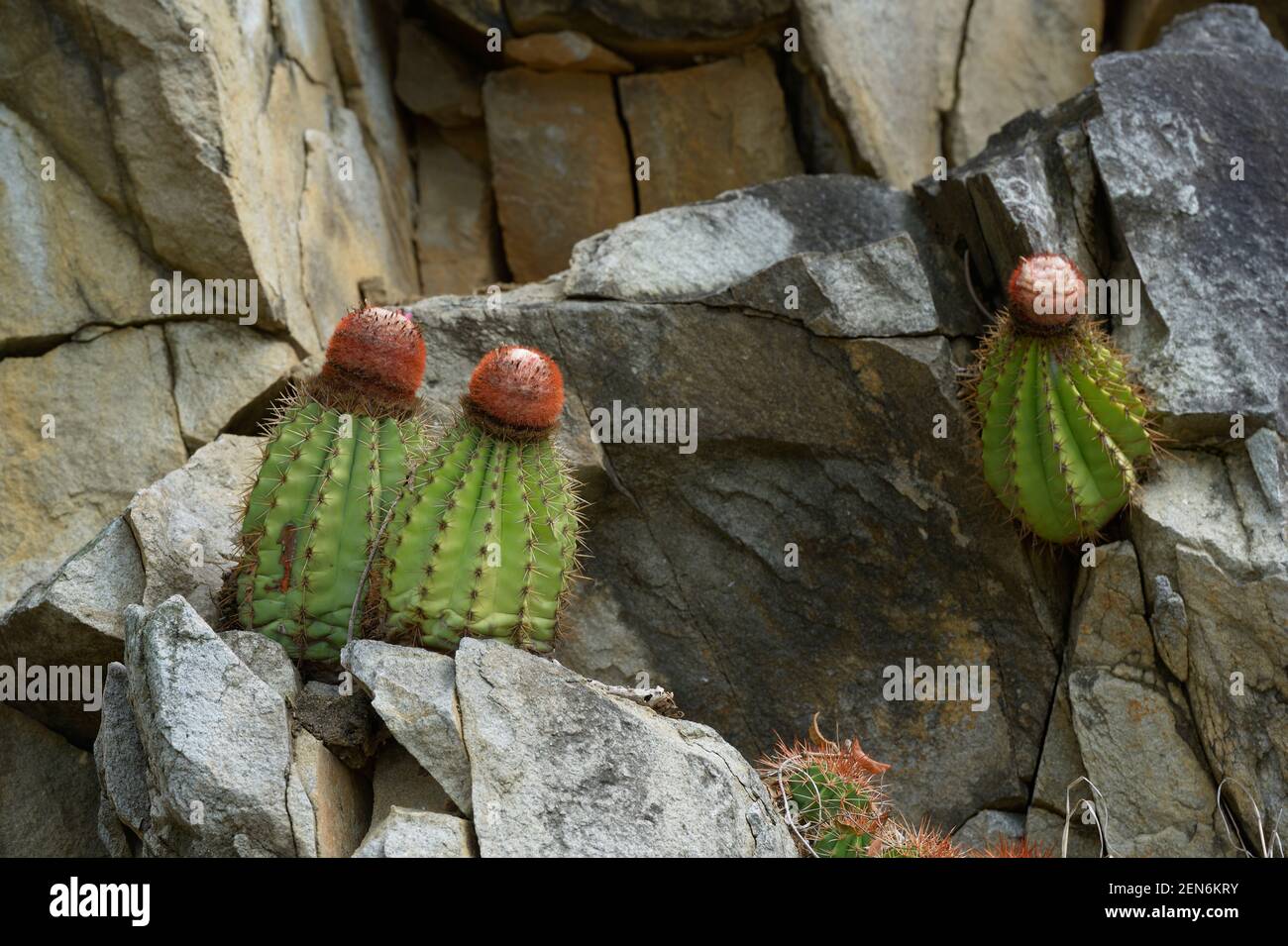 Melocactus (melon cactus) or Turk's Cap cactus, Cooper Island, British Virgin Islands Stock Photo