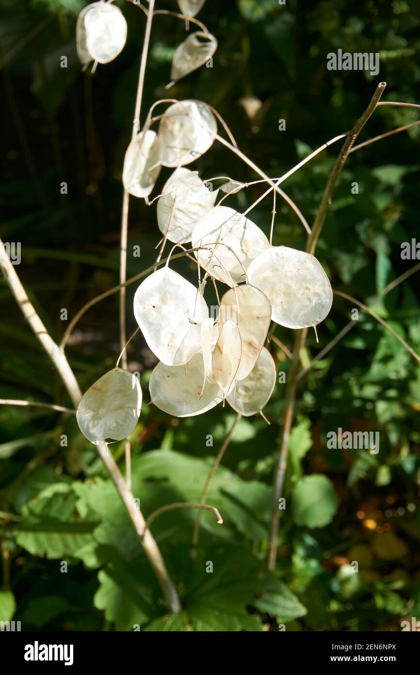 Silver dollar plant in garden Stock Photo Alamy