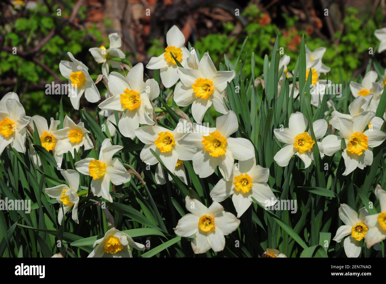 Spring beauty: beautiful narcissus, white and yellow daffodils blooming richly in the flowerbed in spring. Spring bulb flowers of cupped daffodils. Stock Photo