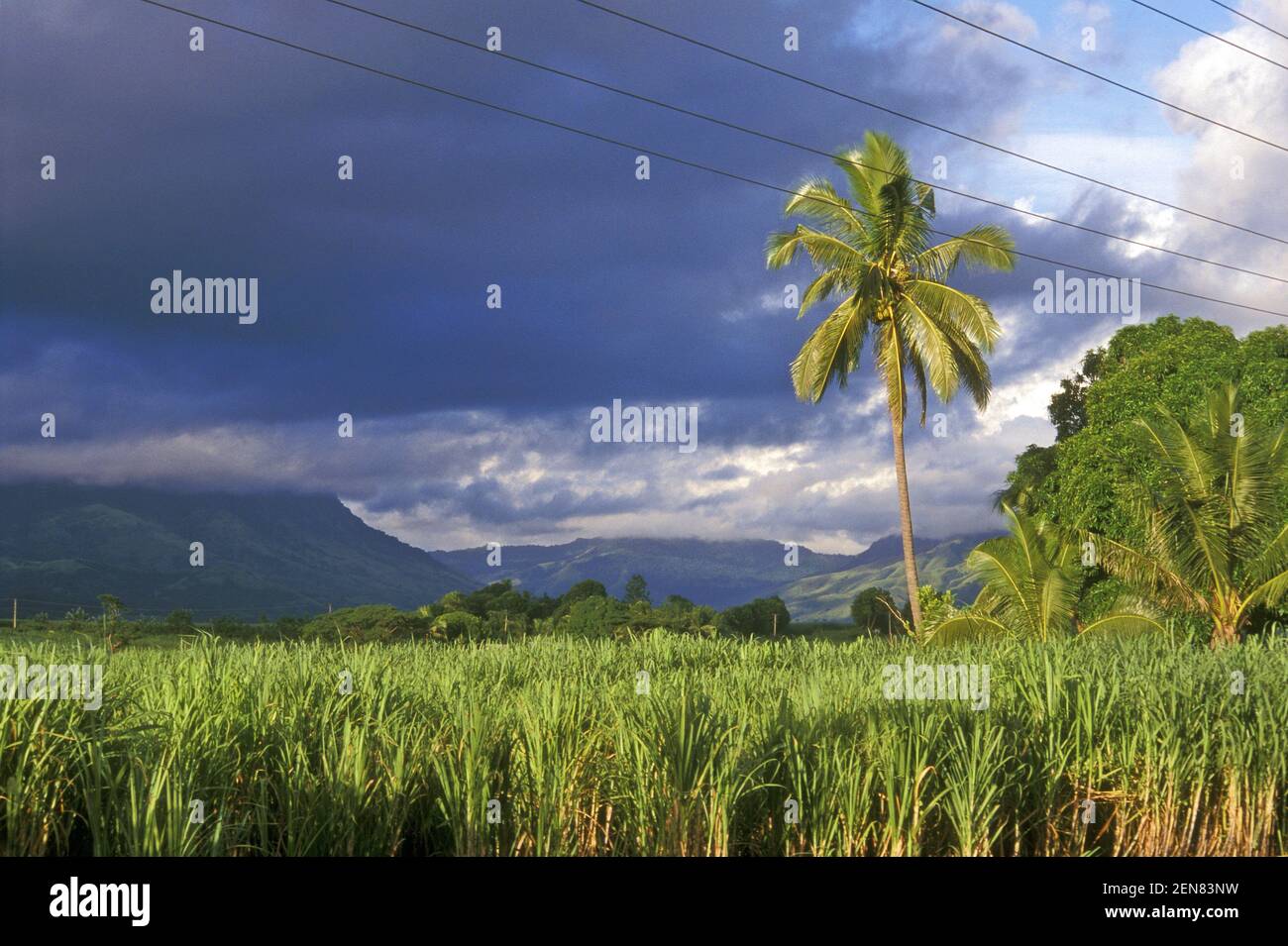 Sugar cane fiji hires stock photography and images Alamy