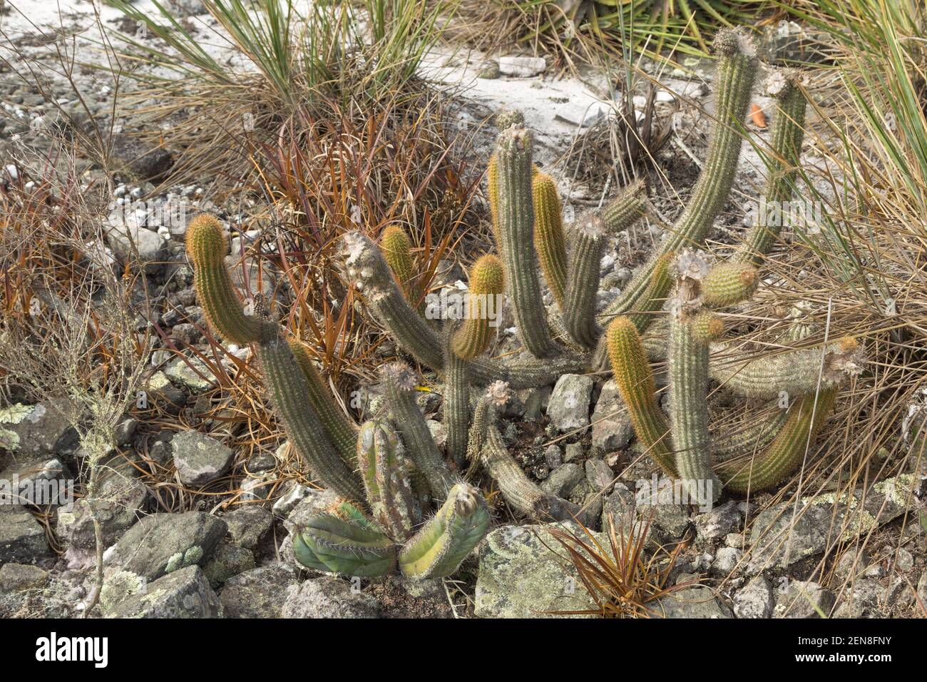 The cactus Cipocereus minensis in natural habitat close to Itacambira in Minas Gerais, Brazil Stock Photo