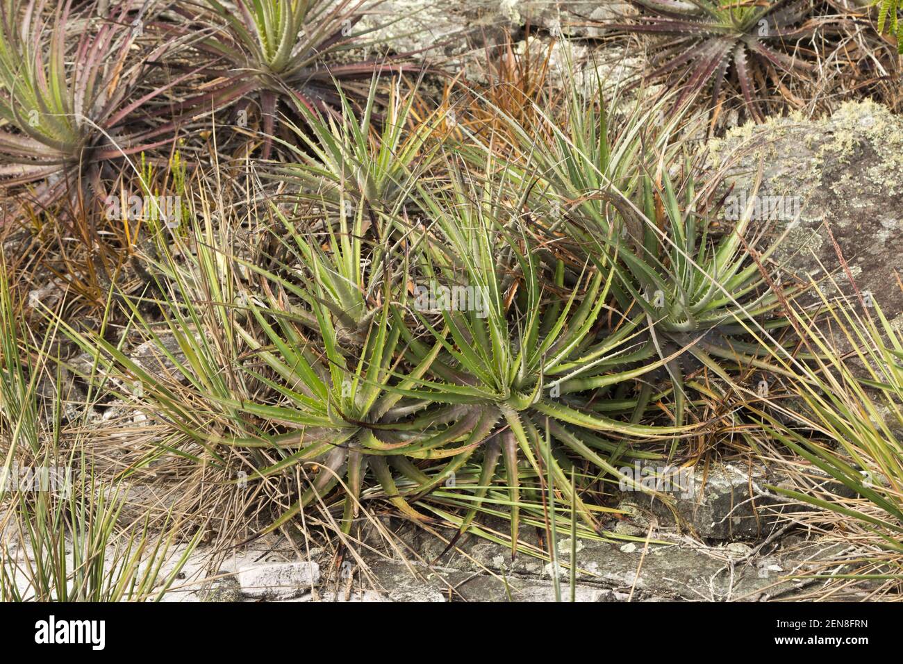 Group of a Bromeliaceae growing in rocky environment close to Itacambira in Minas Gerais, Brazil Stock Photo