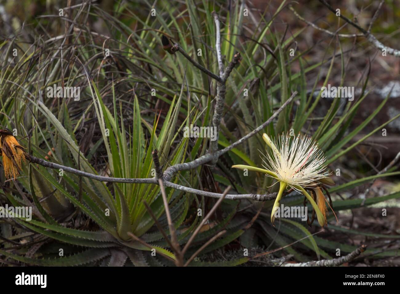 Flower of a Pseudobombax seen in natural habitat close to Itacambira in Minas Gerais, Brazil Stock Photo