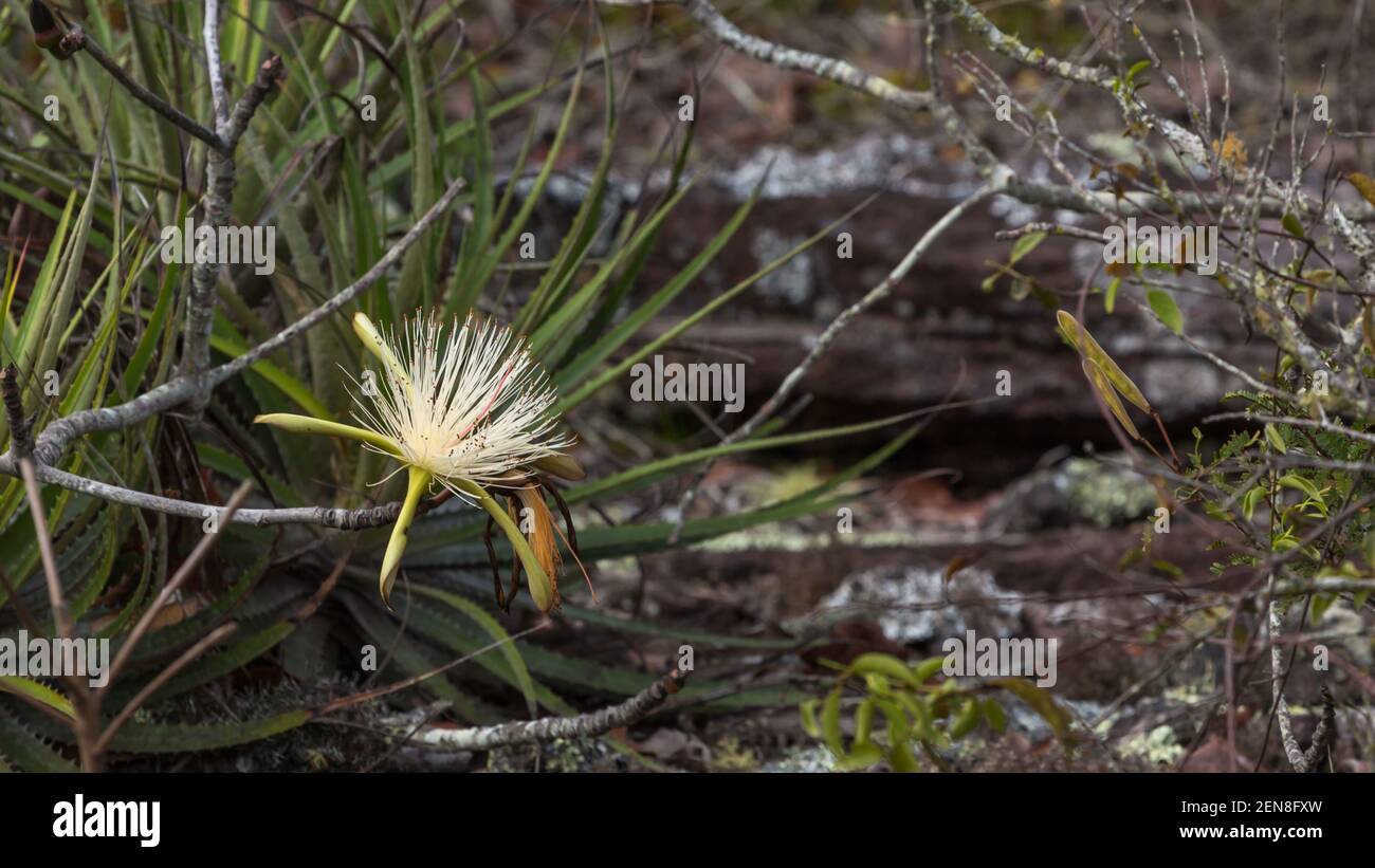 white spiky flower of a Pseudobombax in natural habitat close to Itacambira in Minas Gerais, Brazil Stock Photo