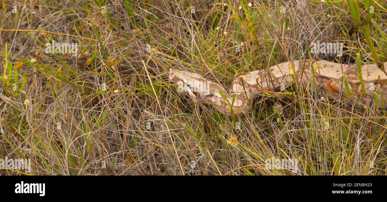 The non venomous snake Boa constrictor in natural habitat close to Itacambira in Minas Gerais, Brazil Stock Photo