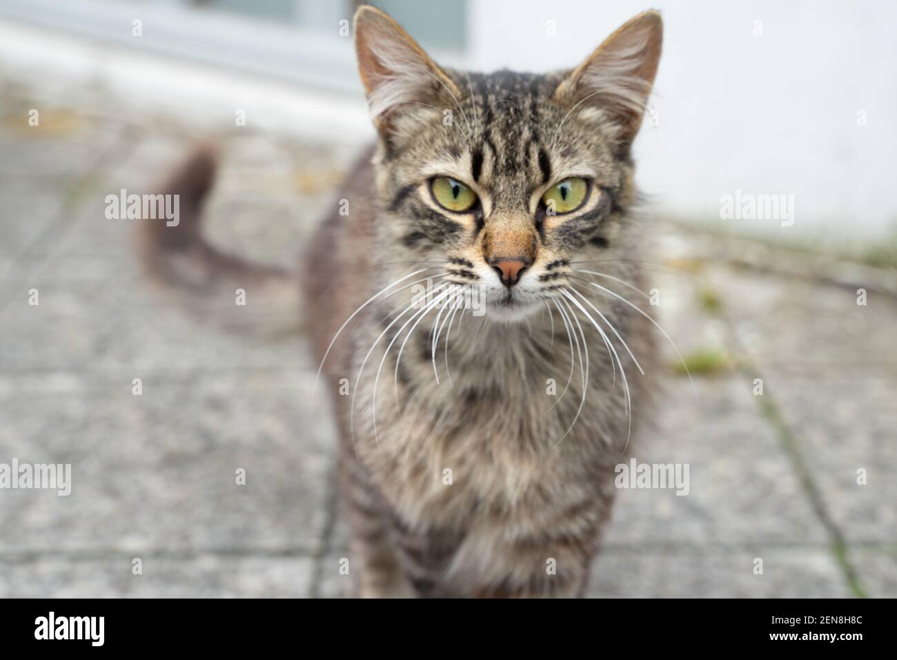 A tabby cat walking towards the camera; mid-shot with the blurred background Stock Photo