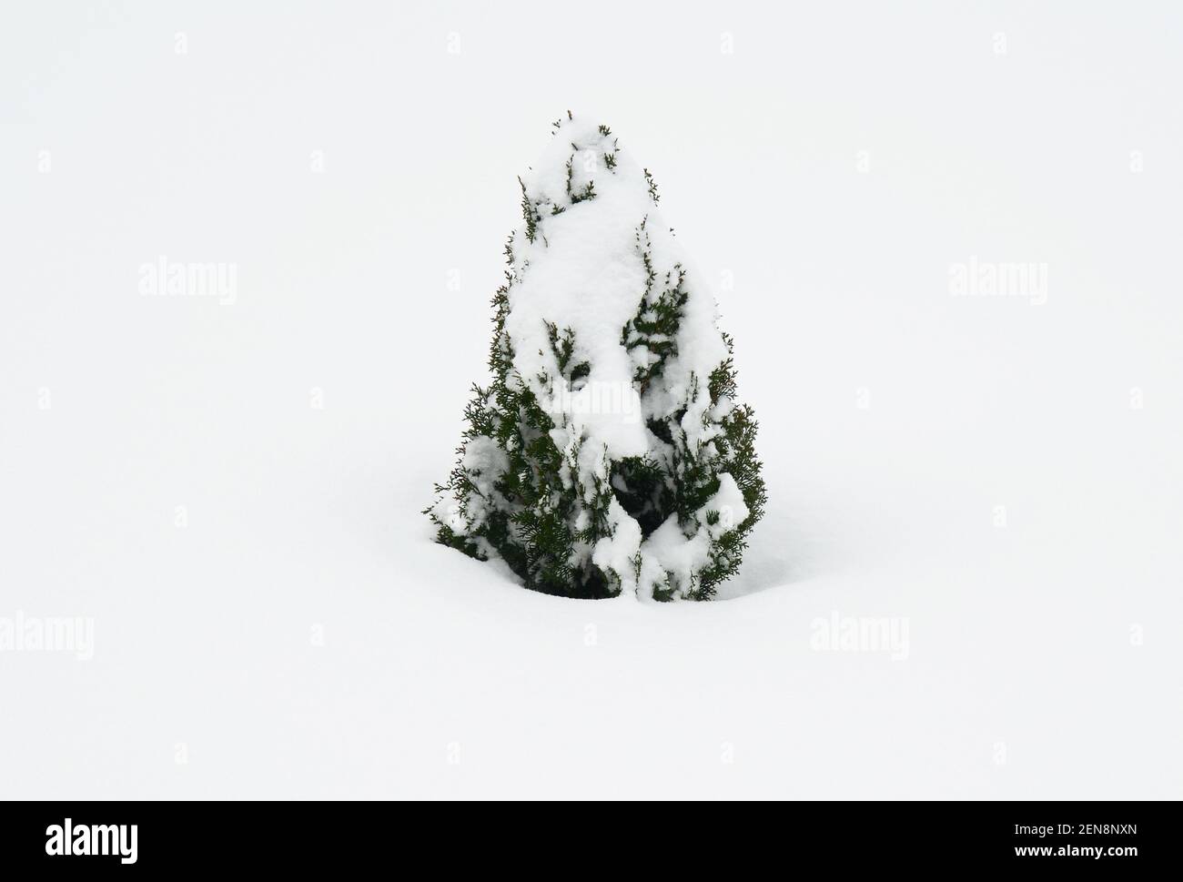 Small thuja, evergreen tree covered with heavy snow. Winter care of arborvitae, so that snow does not harm thuja branches. Stock Photo