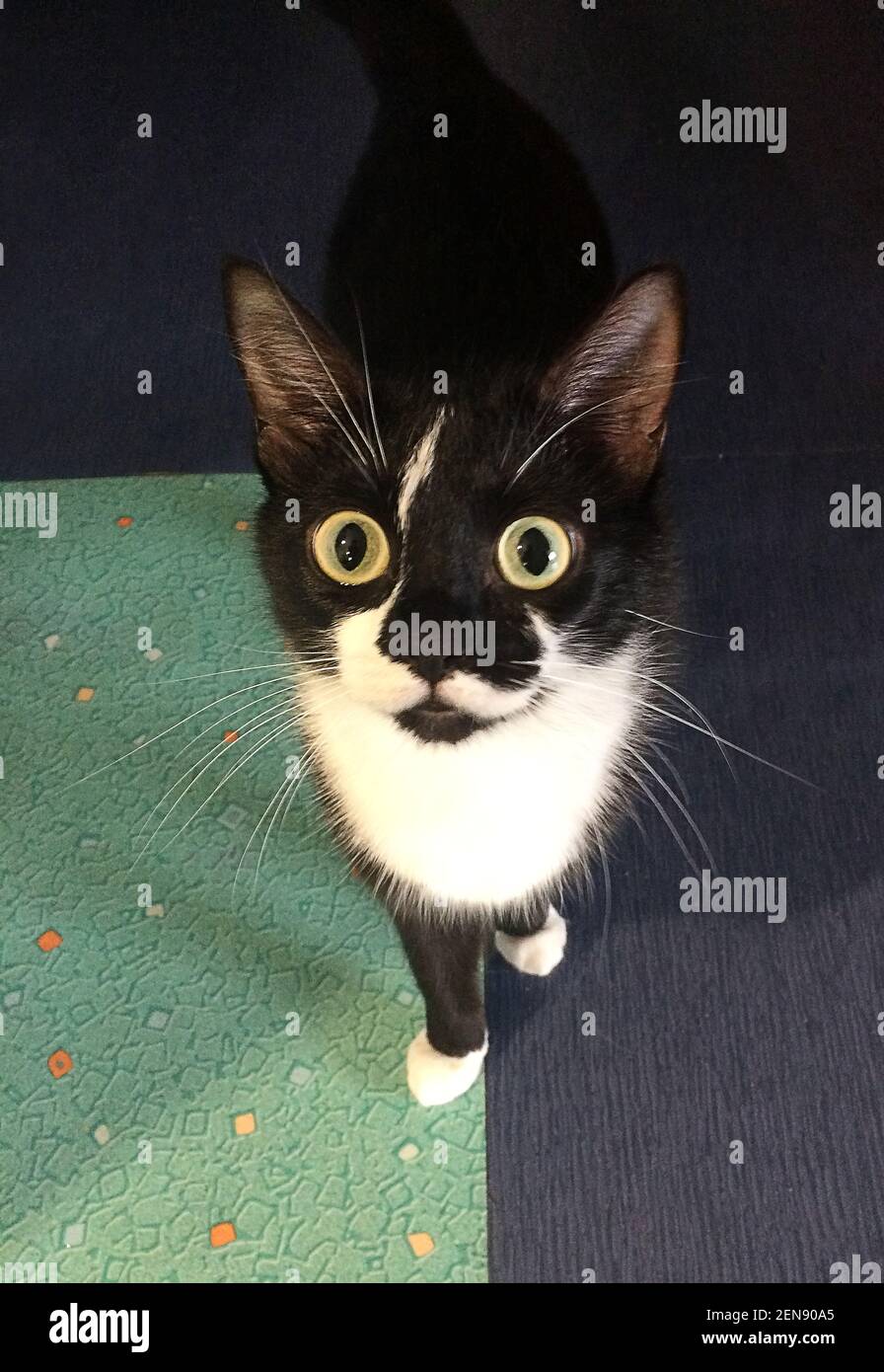 Cute black and white cat on the floor staring at the camera Stock Photo ...
