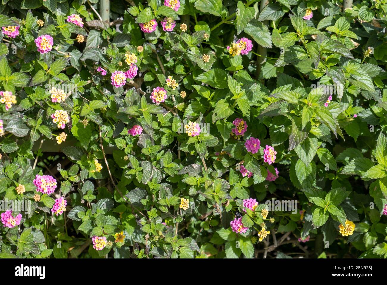 Lantana common, flowering plant, purple yellow flowers background, texture. Wild, fresh, evergreen foliage, camara, confetti, verbenaceae family Stock Photo
