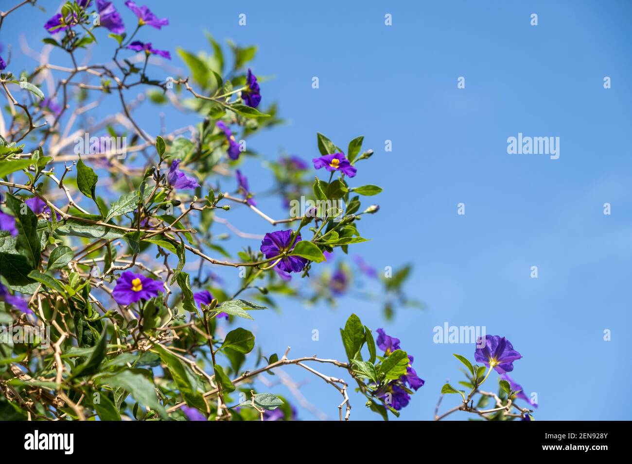 Lycianthes Rantonnetii, Blue Potato Bush, Paraguay Nightshade flowering plant background. Toxic, poisonous shrub with bright blue purple flowers with Stock Photo