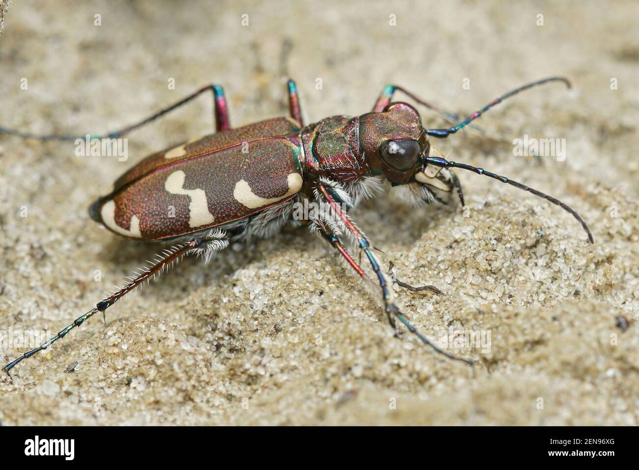 Dorsal close up of northern dune tiger beetle, Cicidella hydrida on a sandy soil Stock Photo