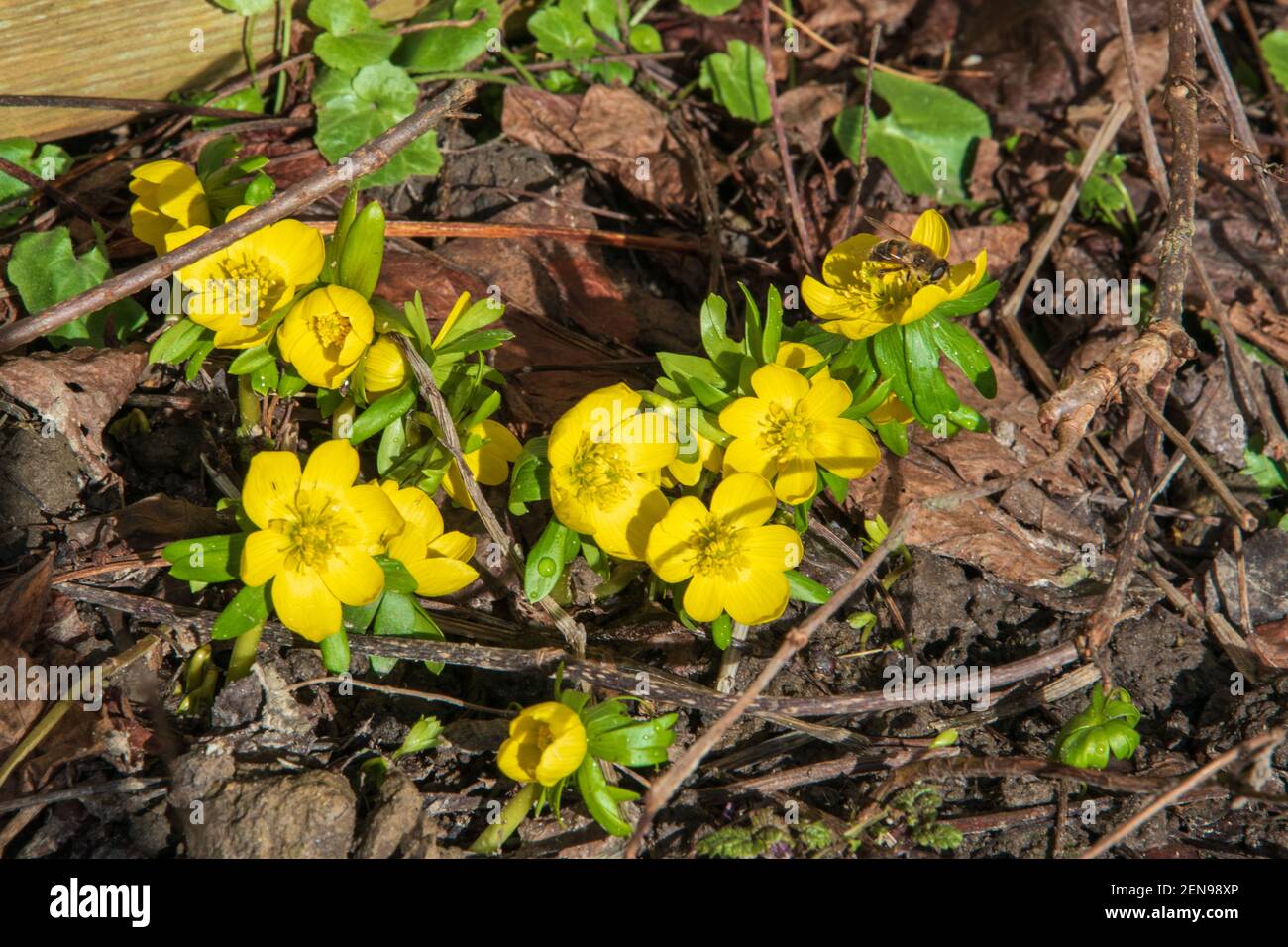 Winter aconite, Eranthis hyemalis, with their small yellow shell flowers, are among the most beautiful winter bloomers and form dense carpets on humus Stock Photo