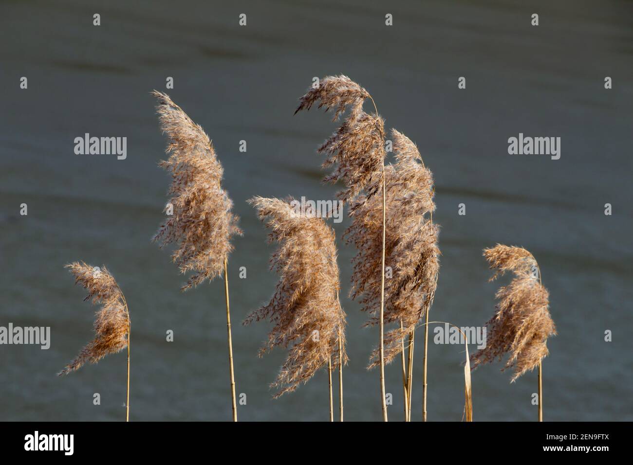 Feather reed grass on a lakeshore Stock Photo Alamy