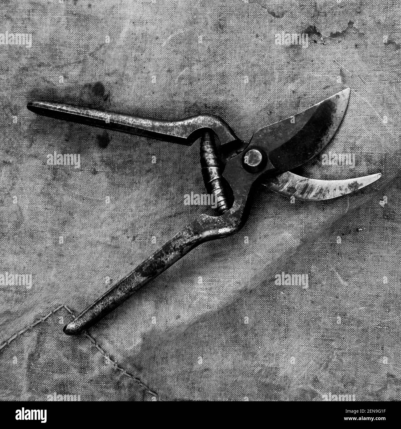 Vintage shears, France Stock Photo Alamy