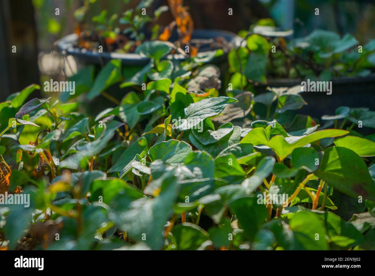 Green heart shaped leaf of Houttuynia cordata or also known as fish mint, fish leaf, rainbow plant, chameleon plant, heart leaf, fish wort, Chinese li Stock Photo