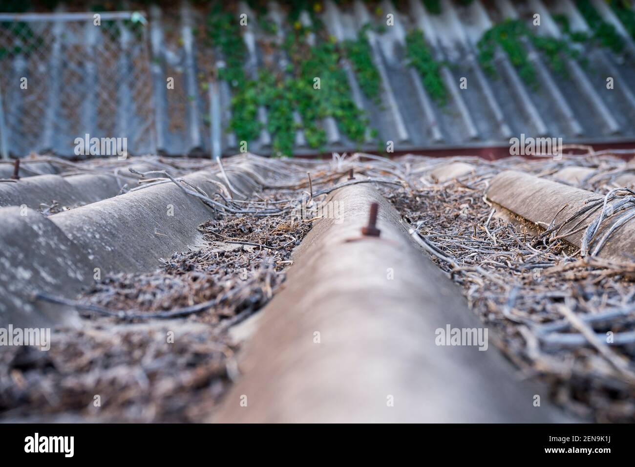 image of a house building and on the roof covered by ivy creepers plants, Long green creepers. Chiangmai, Thailand. Stock Photo