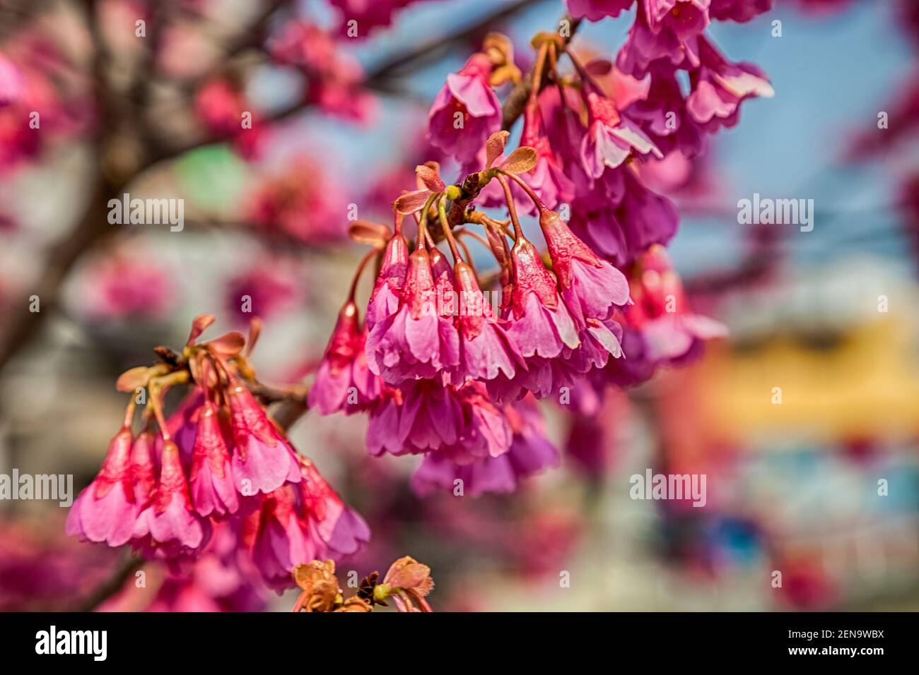 Pink cherry blossom sakura flowers on a spring day in Japan Stock Photo ...