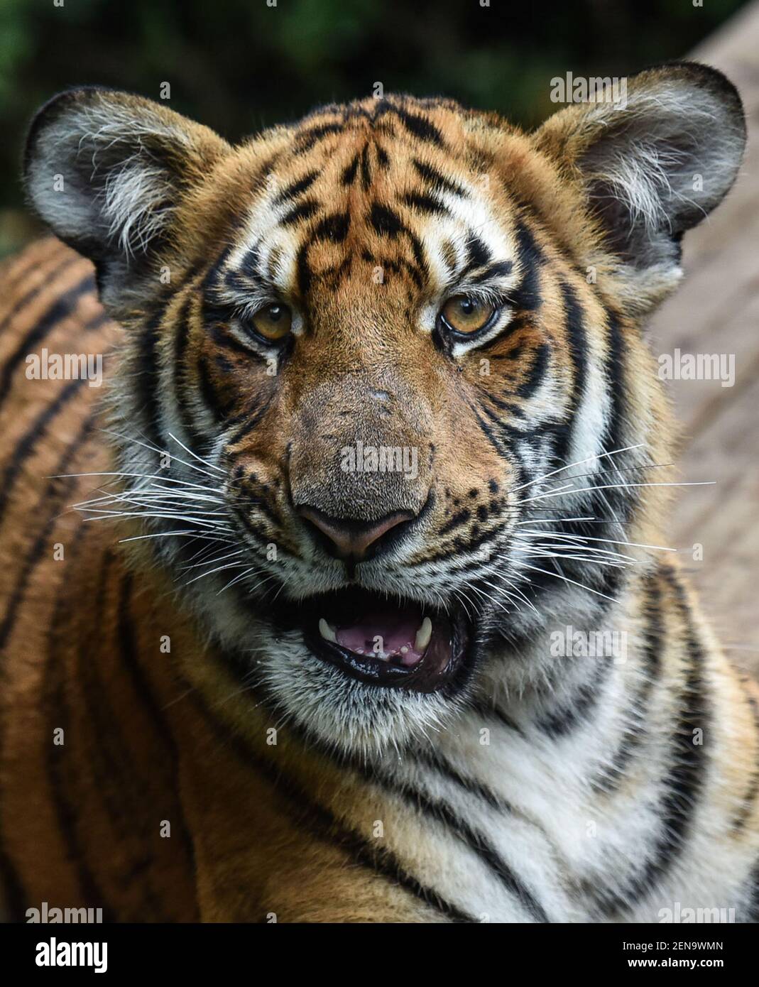 Guangdong tigers hi-res stock photography and images - Alamy