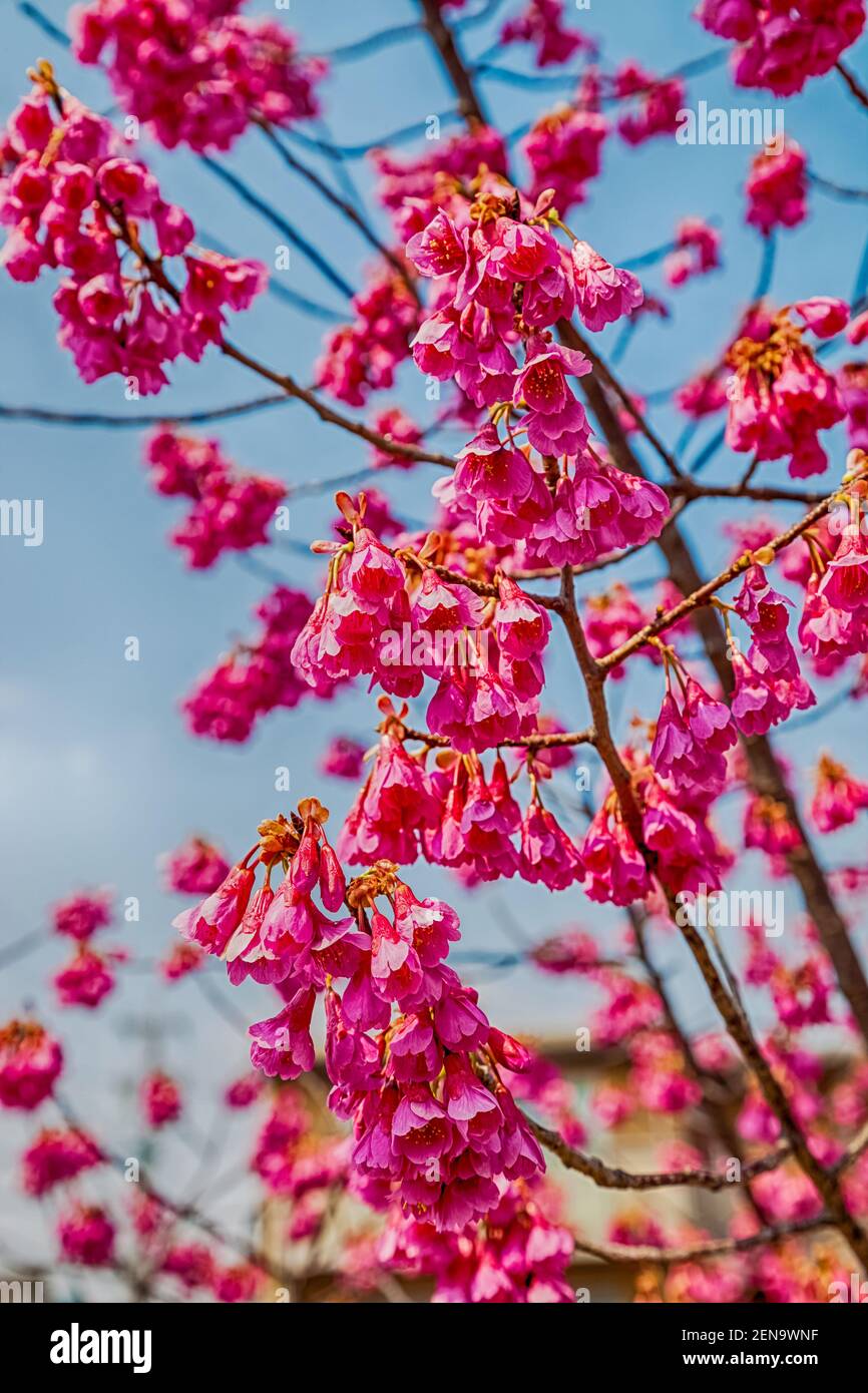 Pink cherry blossom sakura flowers on a spring day in Japan Stock Photo