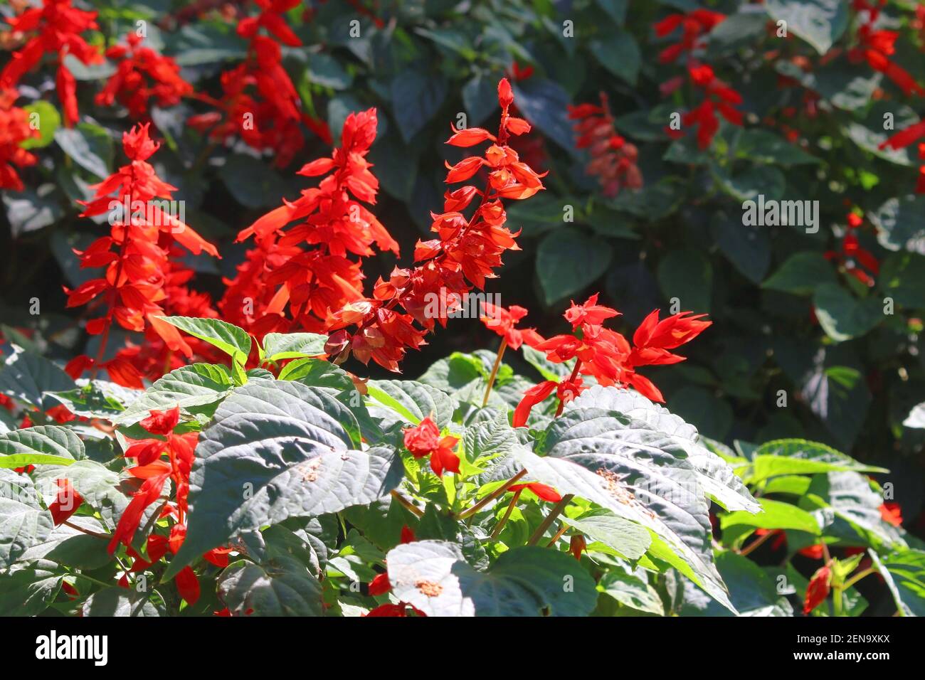 photo of red salvia flower in the garden Stock Photo