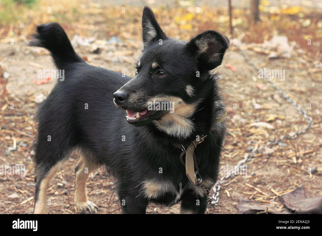 Small dog mestizo shepherd with short black hair on a chain in the yard Stock Photo