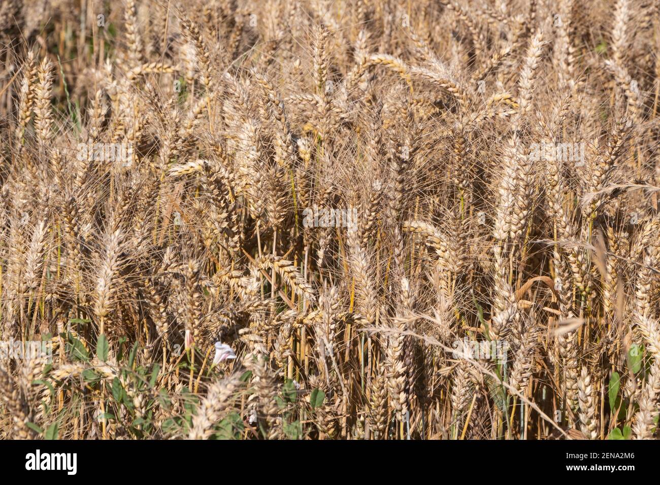 Field of wheat in Brittany during summer Stock Photo