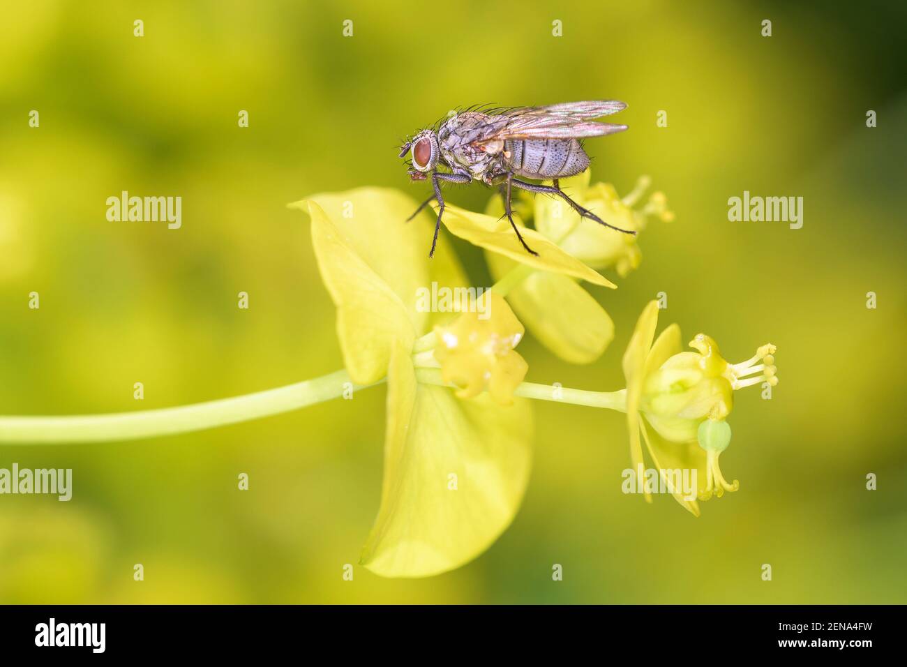 Delia antiqua - onion fly is a cosmopolitan pest of crops, resting on marsh spurge - Euphorbia palustris Stock Photo