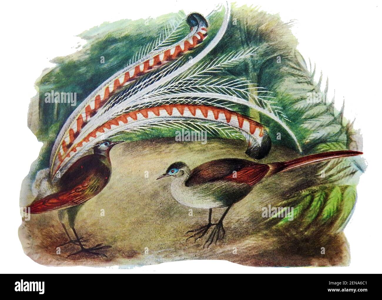 An early coloured illustration of Australian  Superb Lyre Birds (Menura superba  or superb lyrebird)  (males and females), the male displaying his elaborate tail to the female. 15 million year old fossils have been found of extinct  lyrebirds from the Early Miocene period  at the famous Riversleigh site Stock Photo